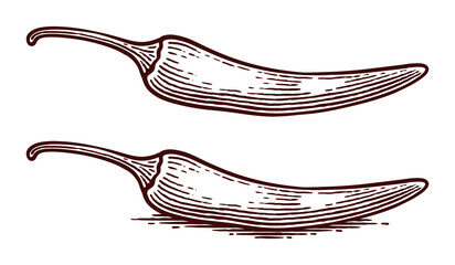 Hand Drawn Chili Pepper, Line Art Engraving Style Vector Illustration