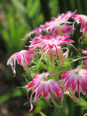 Zbliżenie na kwiaty rośliny z gatunku Phlox drummondii © Kumulugma