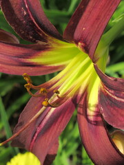 Zbliżenie na barwny kwiat liliowca (hemerocallis)