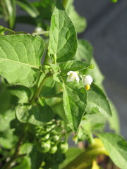 Zbliżenie na młode pędy rośliny z gatunku Solanum chenopodioides © Kumulugma