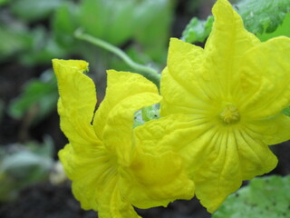 Zbliżenie na kwiaty ogórka © Kumulugma