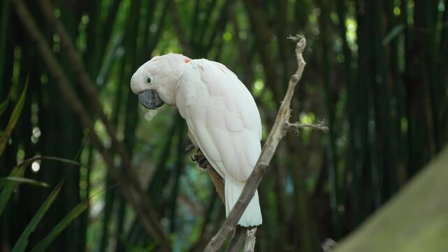 Salmon-crested Cockatoo or Moluccan Cockatoo Perched on Tree Branch Preening Plumage Balancing on Branch at Bali Safari and Marine Park in Siangan, Indonesia