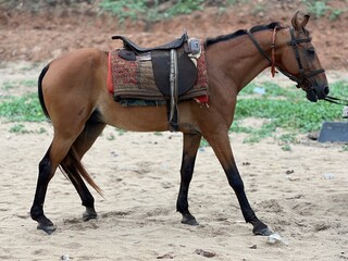 horse and foal