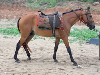 horse and foal