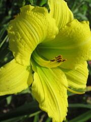Zbliżenie na barwny kwiat liliowca (hemerocallis)