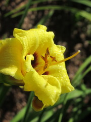 Zbliżenie na barwny kwiat liliowca (hemerocallis)