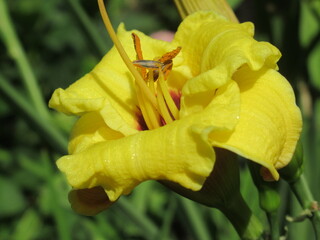 Zbliżenie na barwny kwiat liliowca (hemerocallis) © Kumulugma