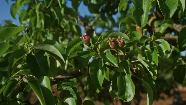 Outdoor image of a pyrus communis tree with developing pear fruits and green foliage in puglia, italy, on a sunny day.