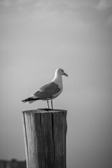 seagull on the pier