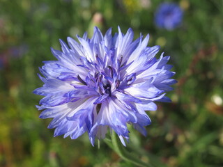 Zbliżenie na kwiat rośliny z gatunku Centaurea cyanus © Kumulugma