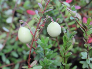 Zbliżenie na zielone owoce żurawiny © Kumulugma