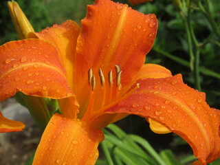 Zbliżenie na barwny kwiat liliowca (hemerocallis) © Kumulugma