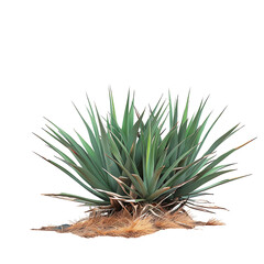 Fototapeta premium Agave Rhodacantha Cutout on Transparent