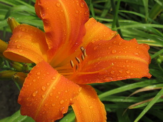 Zbliżenie na barwny kwiat liliowca (hemerocallis) © Kumulugma