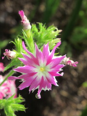 Zbliżenie na kwiaty rośliny z gatunku Phlox drummondii © Kumulugma