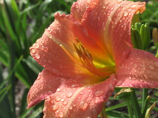 Zbliżenie na barwny kwiat liliowca (hemerocallis) © Kumulugma