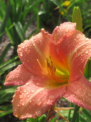 Zbliżenie na barwny kwiat liliowca (hemerocallis)