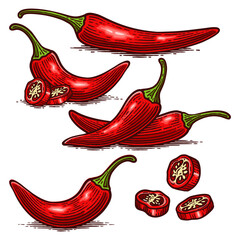 Set of Hand Drawn Chili Pepper, Vintage Vector Illustration Collection