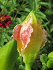 Zbliżenie na barwny pąk liliowca (hemerocallis)
