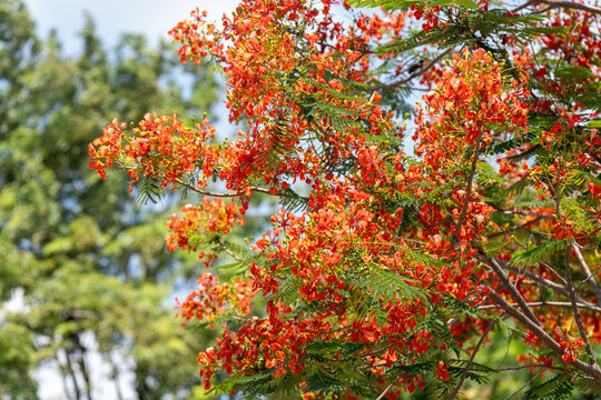 Orange Guppy flower or Barbados Pride Flower are in full bloom. Guppy flowers or Peacock&rsquo;s cres bloom orange in nature.