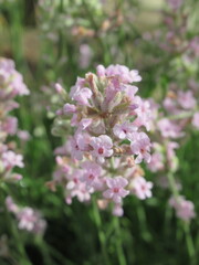 Zbliżenie na kwiat różowej lawendy © Kumulugma