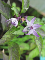 Zbliżenie na kwiaty ostrej papryki © Kumulugma