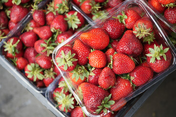 Strawberry boxes of freshly picked strawberries