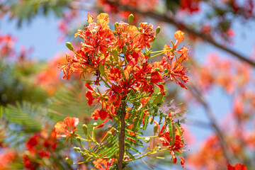 Orange Guppy flower or Barbados Pride Flower are in full bloom. Guppy flowers or Peacock’s cres bloom orange in nature.