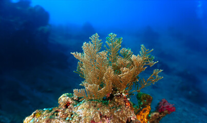 Frosty and crispy christmas algea and plant in the ocean. Underwater photo of colorful algea. From a scuba dive in Bali, Indonesia, Asia. 