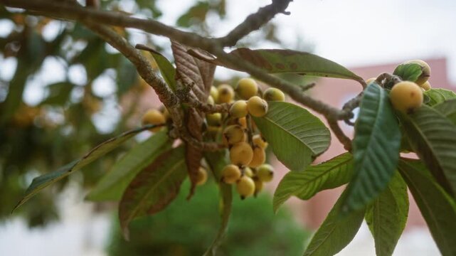 Close-up of medlar fruits mespilus germanica on a branch with green leaves, growing outdoors in puglia, italy, surrounded by blurred greenery and architecture in the background.