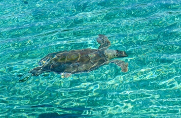 Sea turtle swimming underwater