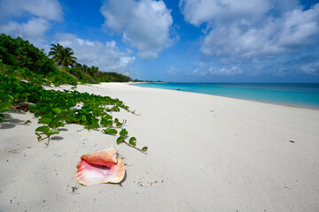 Sea grass and conch shell on beach