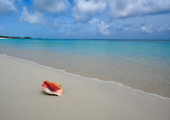 Conch shell on a Caribbean beach