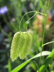 Zbliżenie na kwiat trawy z gatunku Briza © Kumulugma