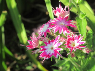 Zbliżenie na kwiaty rośliny z gatunku Phlox drummondii © Kumulugma