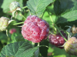 Zbliżenie na owoce maliny © Kumulugma