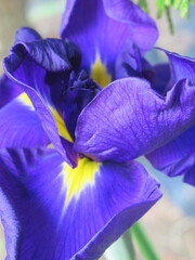 Zbliżenie na kwiat irysa © Kumulugma