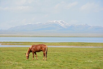 ソンクル湖で放牧されいる馬