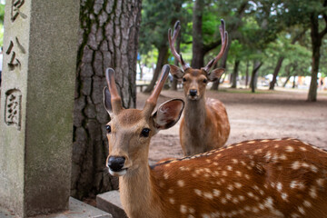 deer in the park