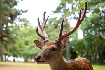 
A journey through Japan's captivating blend of tradition and modernity, showcasing ancient...