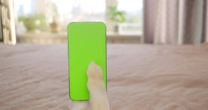 Dog or cat paw swipping smartphone screen. The pet is using phone. Green screen display on the smartphone. Dog holding phone, browsing internet, watching content online lying on bed at cozy home. POV