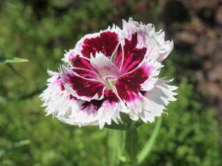 Zbliżenie na kwiaty rośliny z gatunku Dianthus © Kumulugma