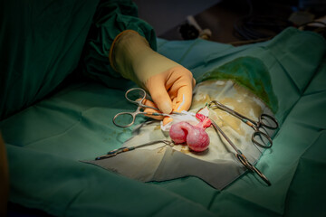 Veterinarian doing surgery