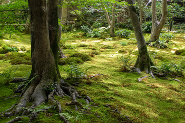 A beautifully maintained Zen garden in Japan.