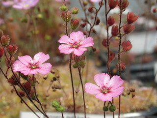 Zbliżenie na różowe kwiaty rośliny z gatunku drosera pulchella © Kumulugma