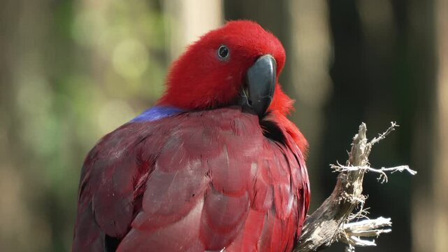 Moluccan Eclectus (Eclectus roratus) Female Parrot Bird Preening Feathers or Grooming Bright Red Plumage Perched on Tree Branch Lit with Soft Sunlight in Wild Bali, Indonesia - face close-up