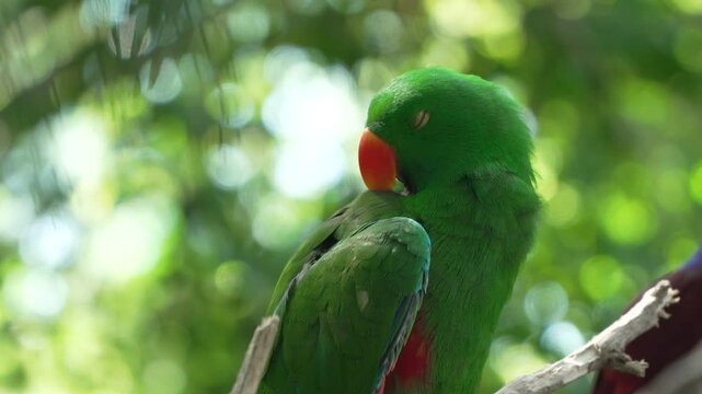 Male Green Moluccan eclectus (Eclectus roratus) parrot bird Preening or Grooming Perched on Tree Branch Lit with Back Sunlight in a wild - face extreme close-up