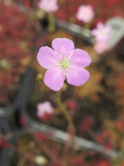Zbliżenie na kwiaty rośliny z gatunku drosera paradoxa © Kumulugma