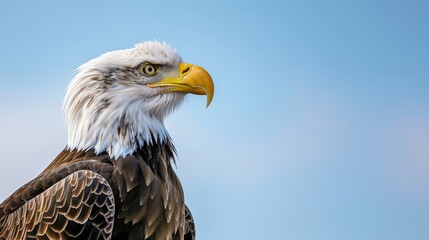 Obraz premium Close-up of a bald eagle against a clear blue sky, showcasing its features and plumage.