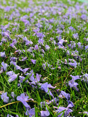 Purple Flowers on Grass